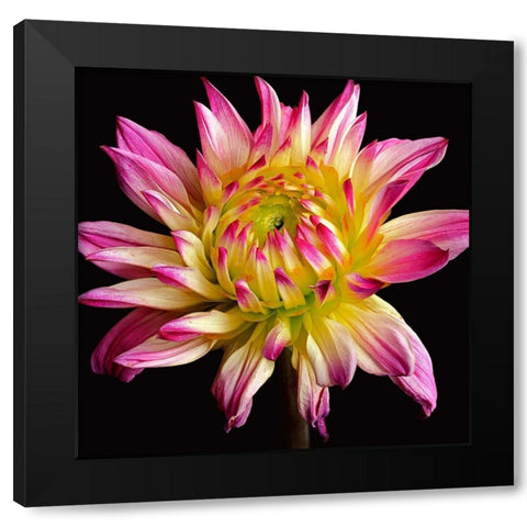 Dahlia 1 Black Modern Wood Framed Art Print with Double Matting by Reynolds, Richard