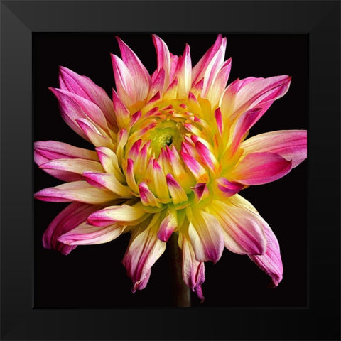 Dahlia 1 Black Modern Wood Framed Art Print by Reynolds, Richard