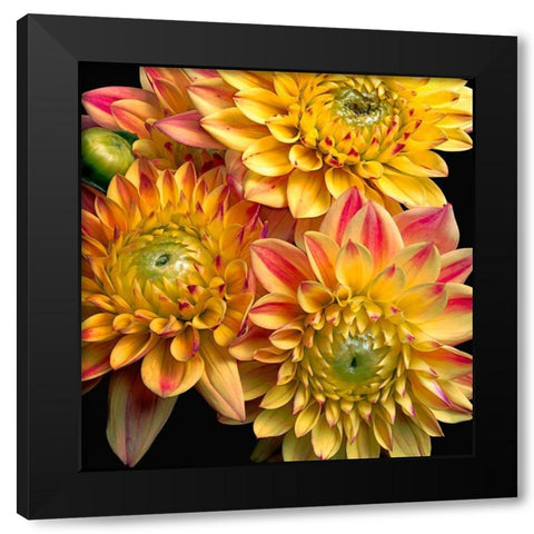 Dahlias Black Modern Wood Framed Art Print by Reynolds, Richard