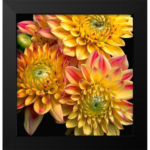 Dahlias Black Modern Wood Framed Art Print by Reynolds, Richard