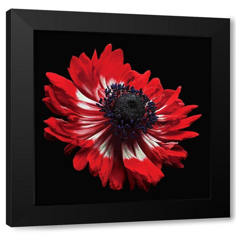 Anemone Black Modern Wood Framed Art Print by Reynolds, Richard