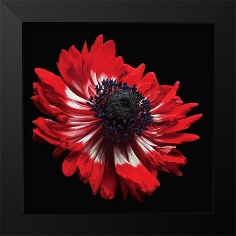 Anemone Black Modern Wood Framed Art Print by Reynolds, Richard