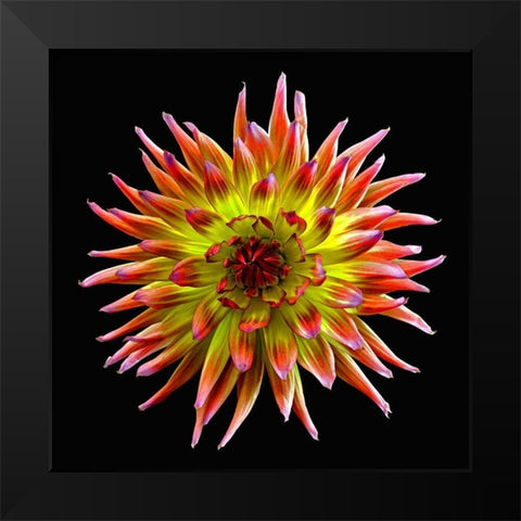 Dahlia ~ Tahiti Sunrise Black Modern Wood Framed Art Print by Reynolds, Richard
