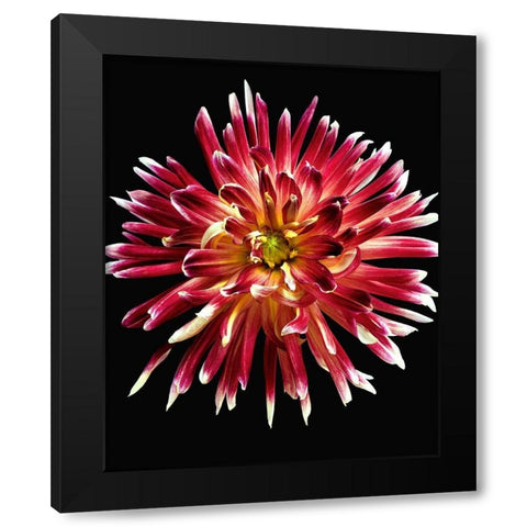 Dahlia 4 Black Modern Wood Framed Art Print with Double Matting by Reynolds, Richard