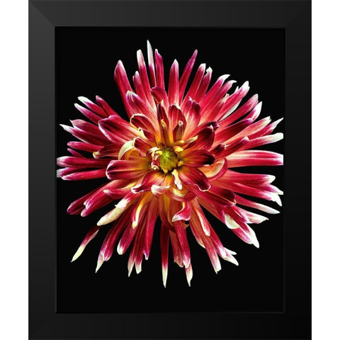 Dahlia 4 Black Modern Wood Framed Art Print by Reynolds, Richard