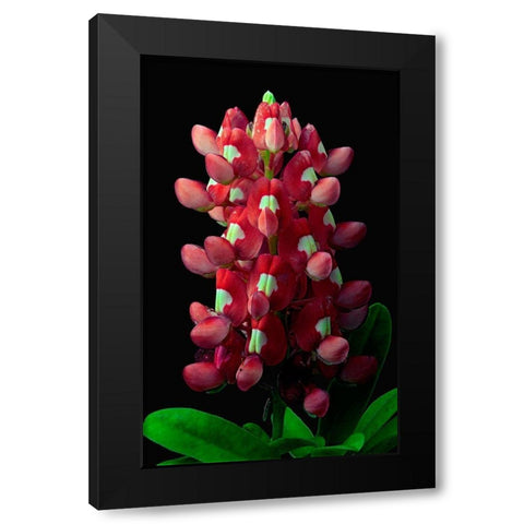 Aggie Bluebonnet Black Modern Wood Framed Art Print by Reynolds, Richard