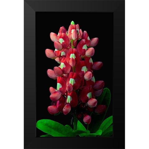 Aggie Bluebonnet Black Modern Wood Framed Art Print by Reynolds, Richard