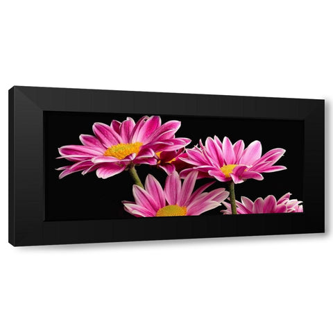 African Daisy Black Modern Wood Framed Art Print by Reynolds, Richard