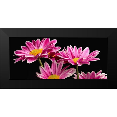 African Daisy Black Modern Wood Framed Art Print by Reynolds, Richard