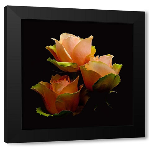 Garden Rose 1 Black Modern Wood Framed Art Print by Reynolds, Richard