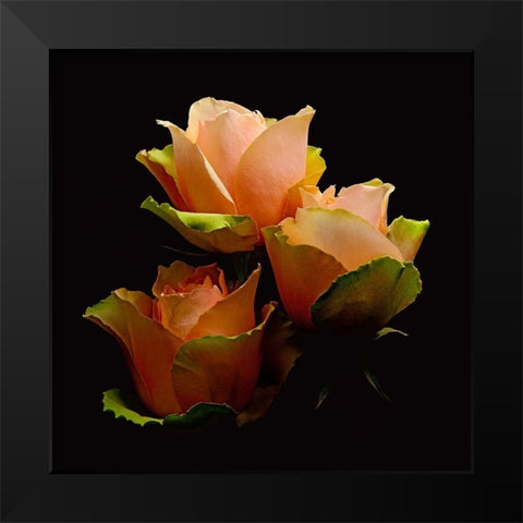 Garden Rose 1 Black Modern Wood Framed Art Print by Reynolds, Richard