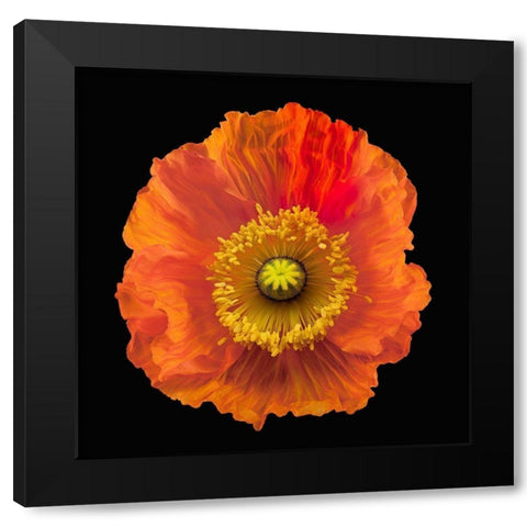 Iceland Poppy Black Modern Wood Framed Art Print with Double Matting by Reynolds, Richard