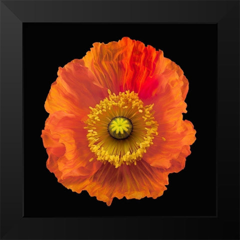Iceland Poppy Black Modern Wood Framed Art Print by Reynolds, Richard