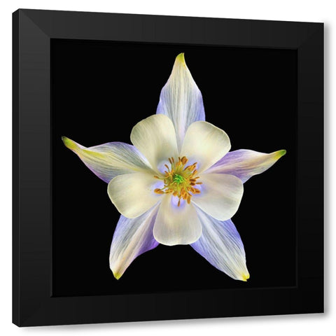 Columbine Origami Blue 2 Black Modern Wood Framed Art Print by Reynolds, Richard