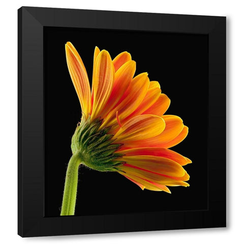 Gerbera Daisy Black Modern Wood Framed Art Print by Reynolds, Richard
