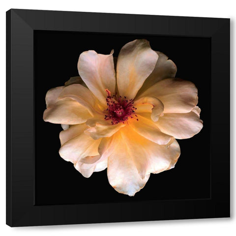 Butterfly Rose Black Modern Wood Framed Art Print by Reynolds, Richard