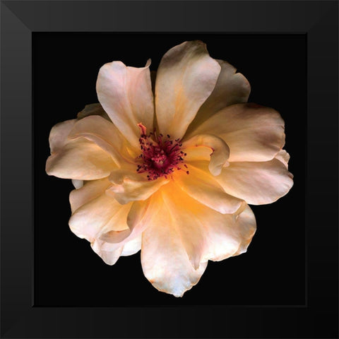 Butterfly Rose Black Modern Wood Framed Art Print by Reynolds, Richard