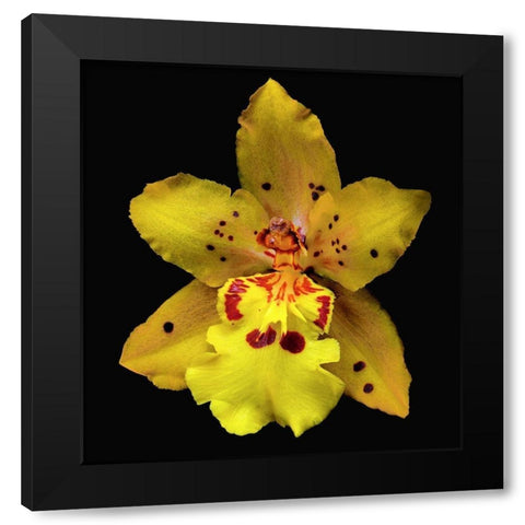 Orchid Odontocidium - Mayfair Black Modern Wood Framed Art Print by Reynolds, Richard