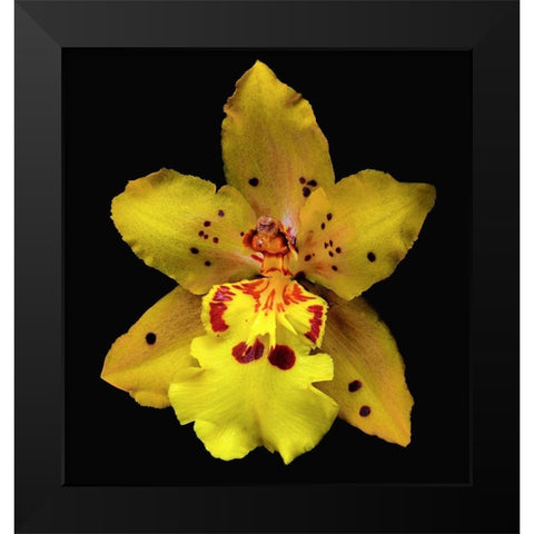Orchid Odontocidium - Mayfair Black Modern Wood Framed Art Print by Reynolds, Richard
