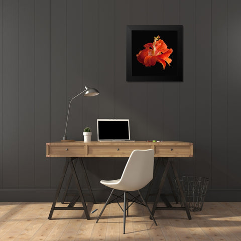 Tropical Hibiscus ~ Double Orange Black Modern Wood Framed Art Print by Reynolds, Richard