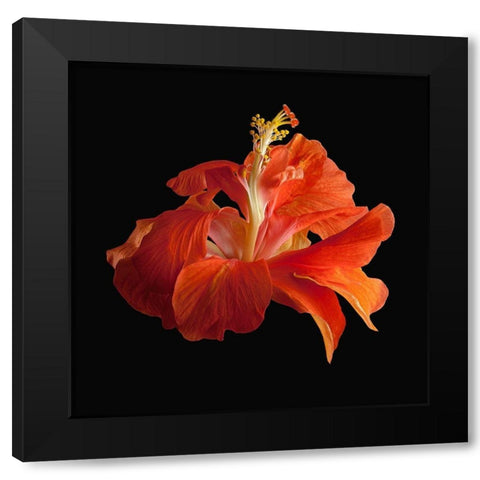 Tropical Hibiscus ~ Double Orange Black Modern Wood Framed Art Print by Reynolds, Richard