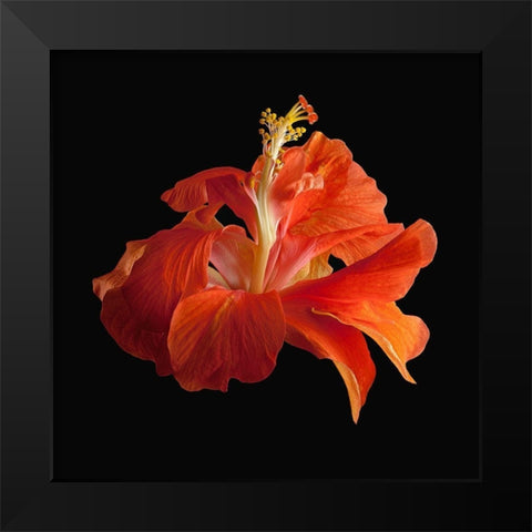 Tropical Hibiscus ~ Double Orange Black Modern Wood Framed Art Print by Reynolds, Richard
