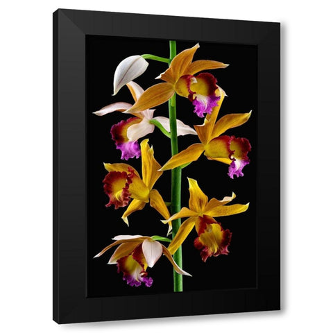 Nuns Orchid Black Modern Wood Framed Art Print by Reynolds, Richard