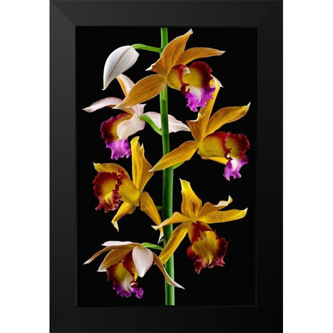 Nuns Orchid Black Modern Wood Framed Art Print by Reynolds, Richard