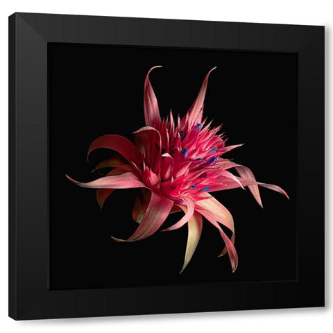 Silver Vase Bromeliad Black Modern Wood Framed Art Print by Reynolds, Richard