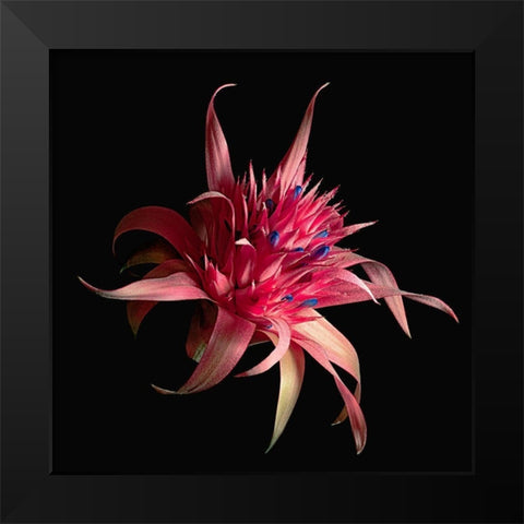 Silver Vase Bromeliad Black Modern Wood Framed Art Print by Reynolds, Richard