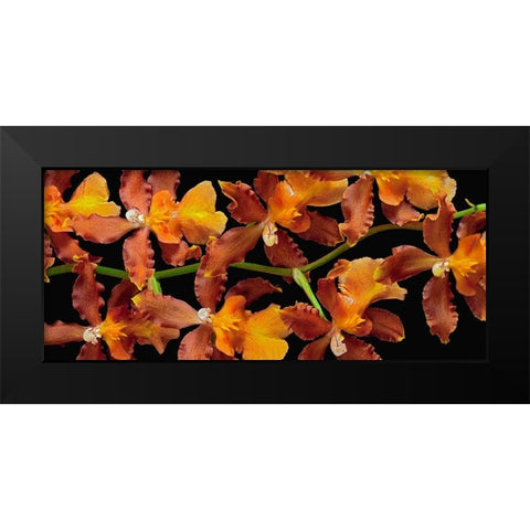 Orchid - Kilauea Karma Black Modern Wood Framed Art Print by Reynolds, Richard