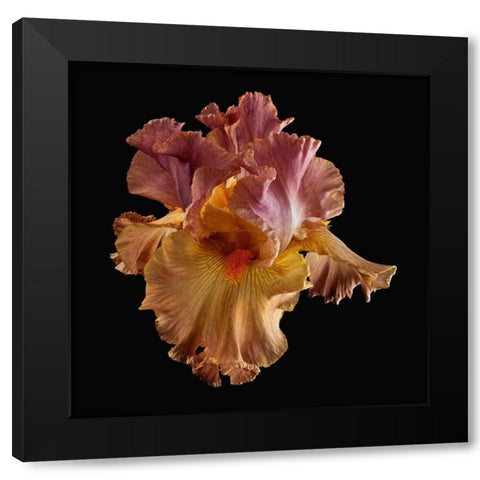 Tall Bearded Iris Black Modern Wood Framed Art Print by Reynolds, Richard