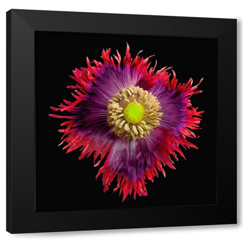 Poppy Drama ~ Queen Black Modern Wood Framed Art Print with Double Matting by Reynolds, Richard