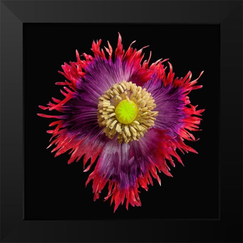 Poppy Drama ~ Queen Black Modern Wood Framed Art Print by Reynolds, Richard
