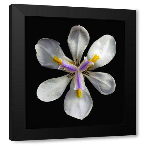 Variegated Cape Iris - Variegata Black Modern Wood Framed Art Print by Reynolds, Richard