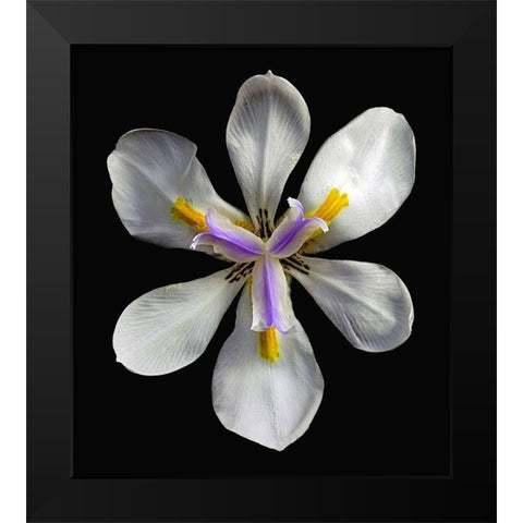 Variegated Cape Iris - Variegata Black Modern Wood Framed Art Print by Reynolds, Richard