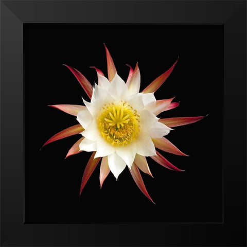 Unknown Echinopsis Cactus Black Modern Wood Framed Art Print by Reynolds, Richard