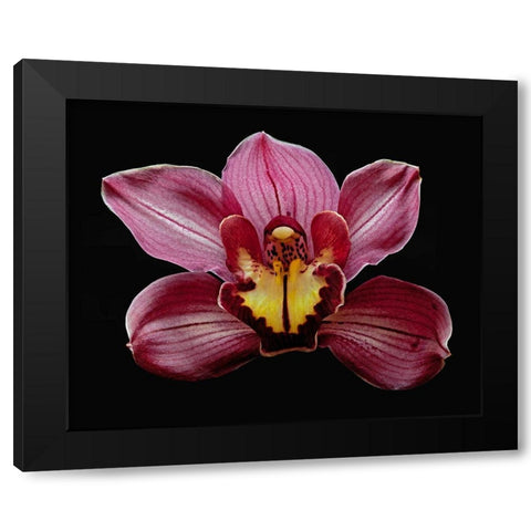 Orchid Eikoh Black Modern Wood Framed Art Print with Double Matting by Reynolds, Richard