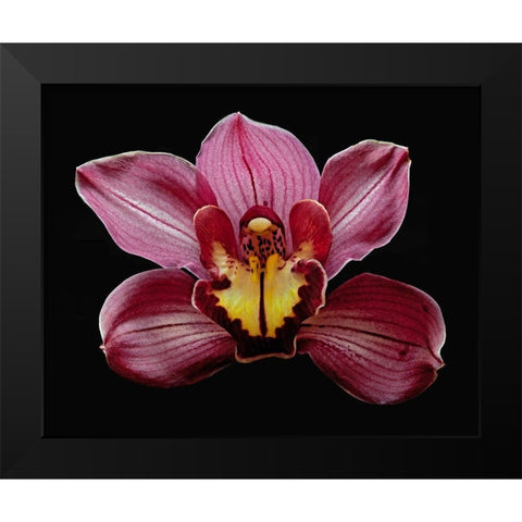 Orchid Eikoh Black Modern Wood Framed Art Print by Reynolds, Richard