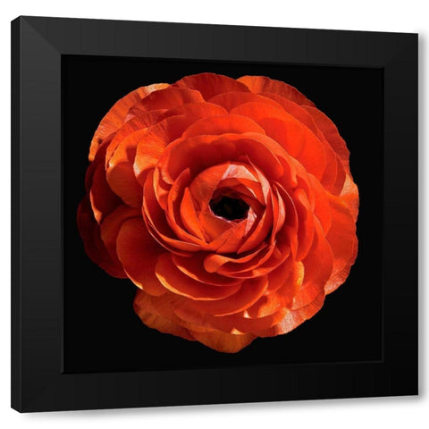 Persian Butercup Black Modern Wood Framed Art Print with Double Matting by Reynolds, Richard
