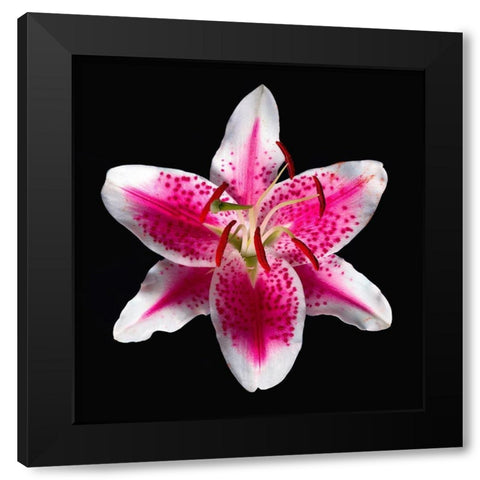 Oriental Lily ~ Stargazer Black Modern Wood Framed Art Print with Double Matting by Reynolds, Richard