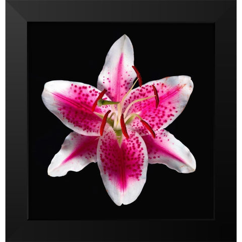 Oriental Lily ~ Stargazer Black Modern Wood Framed Art Print by Reynolds, Richard