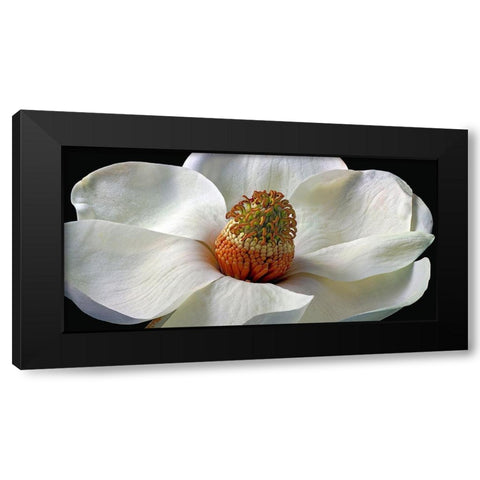 Southern Magnolia Black Modern Wood Framed Art Print by Reynolds, Richard