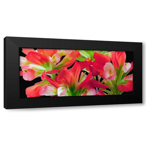 Indian Paintbrush Black Modern Wood Framed Art Print with Double Matting by Reynolds, Richard