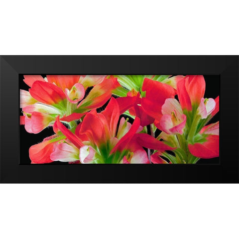 Indian Paintbrush Black Modern Wood Framed Art Print by Reynolds, Richard