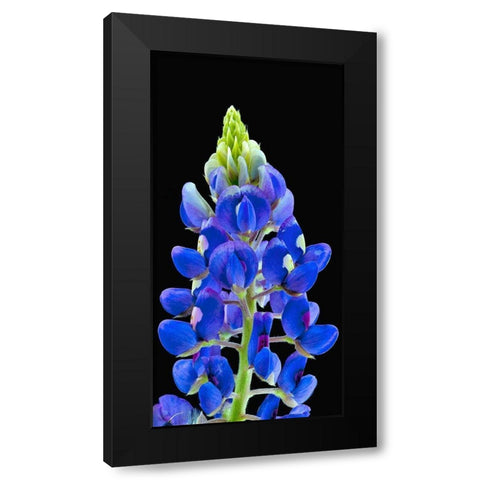 Texas Bluebonnet Black Modern Wood Framed Art Print by Reynolds, Richard