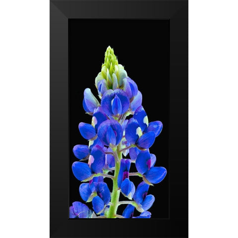 Texas Bluebonnet Black Modern Wood Framed Art Print by Reynolds, Richard