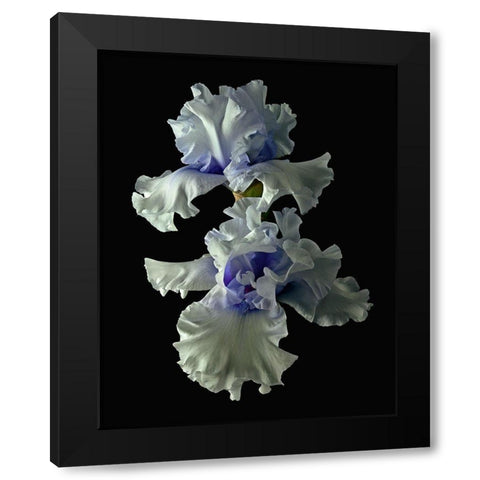 Tall Bearded Iris - Willamette Mist Black Modern Wood Framed Art Print with Double Matting by Reynolds, Richard