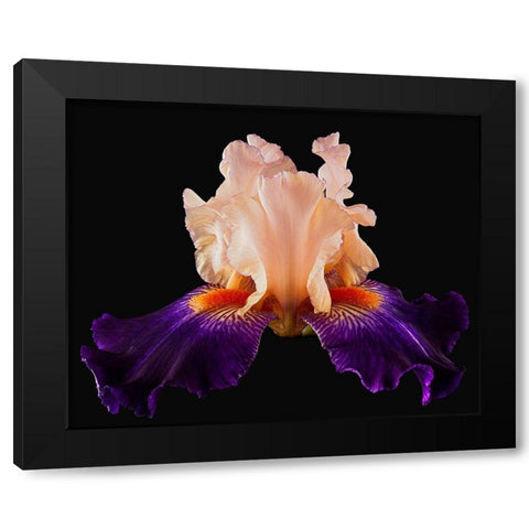 Tall Bearded Iris Zandra Black Modern Wood Framed Art Print with Double Matting by Reynolds, Richard
