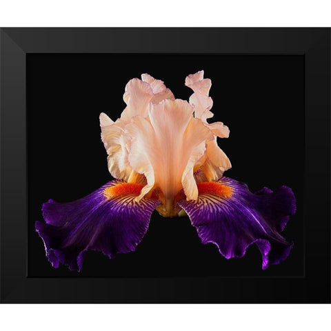 Tall Bearded Iris Zandra Black Modern Wood Framed Art Print by Reynolds, Richard